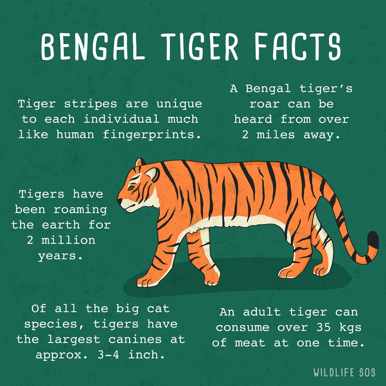 10 Amazing facts about the Bengal Tiger