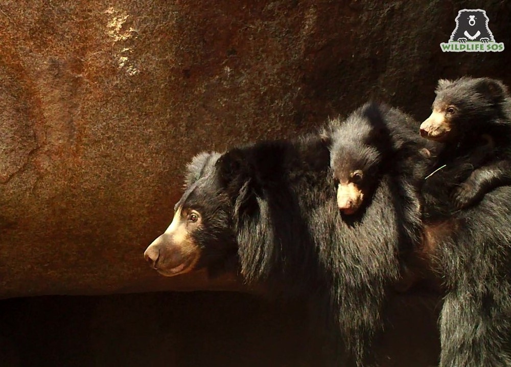 A camera trap image of a mother sloth bear with her cubs from our Sloth Bear Denning Project