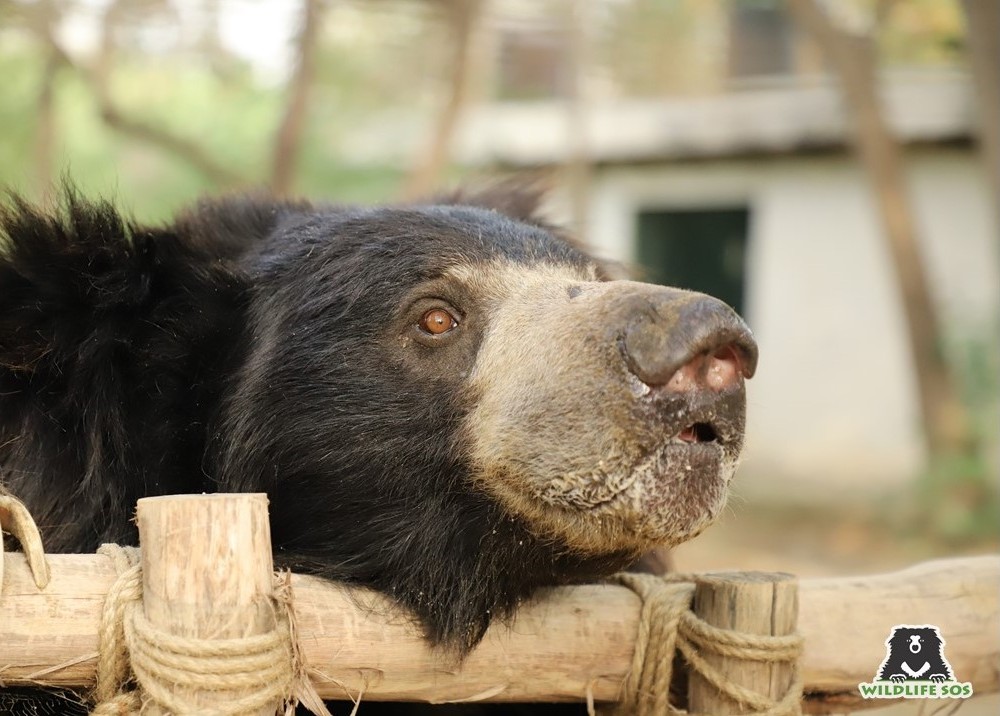 Their muzzles allow them to create a vacuum to suck up termites from termite mounds