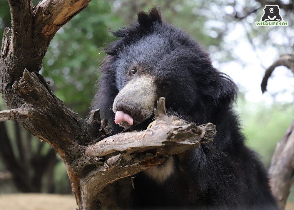 A "V"shaped white patch that becomes the easiest way to identify sloth bears