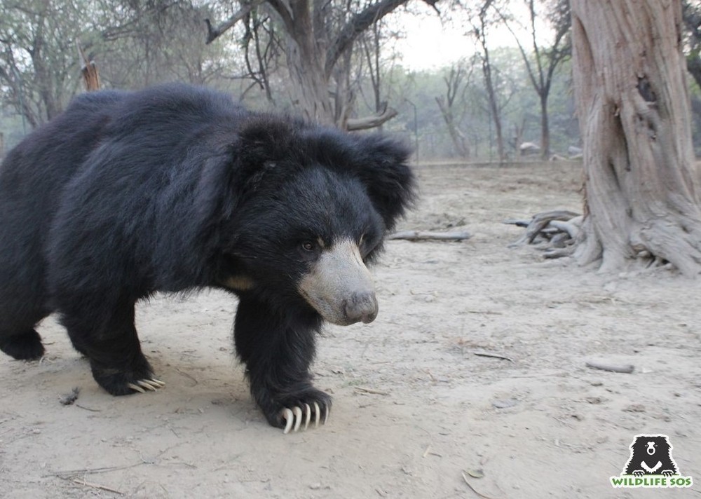 The footprints of a sloth bear tend to resemble that of a human