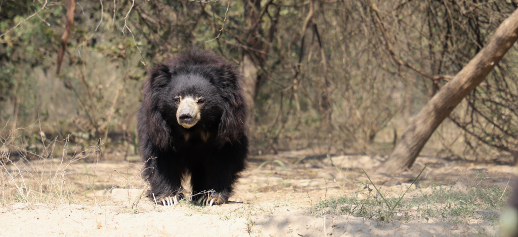 6 amazing Bears stats that may surprise you