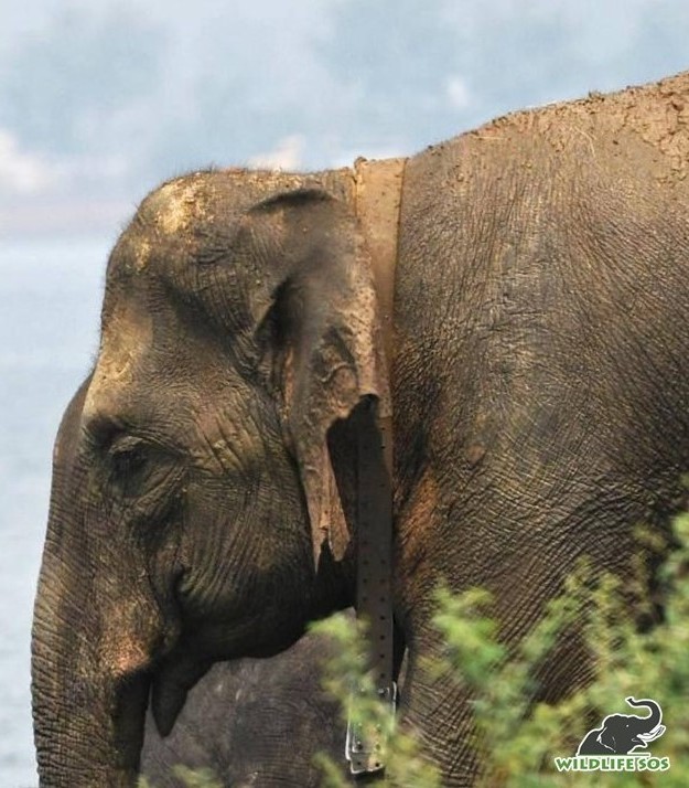 The radio-collared matriarch in Chhattisgarh, by the riverside with the herd. 