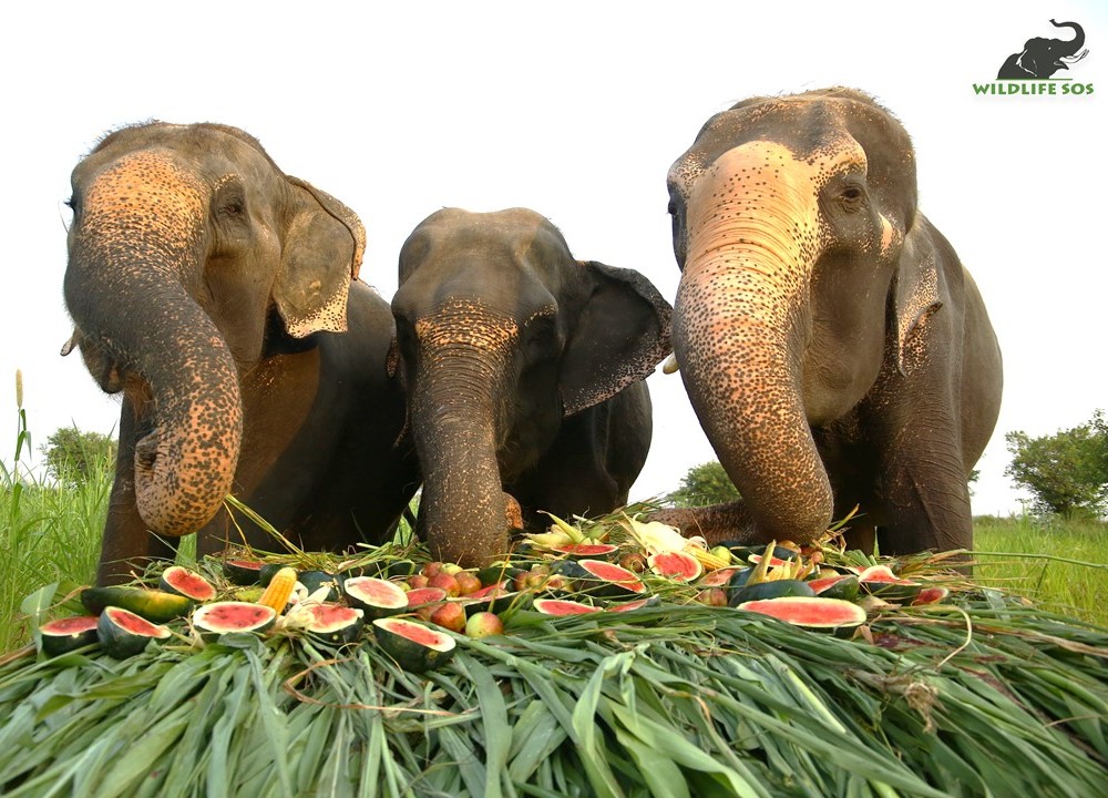 GIANT Elephant Buffet 