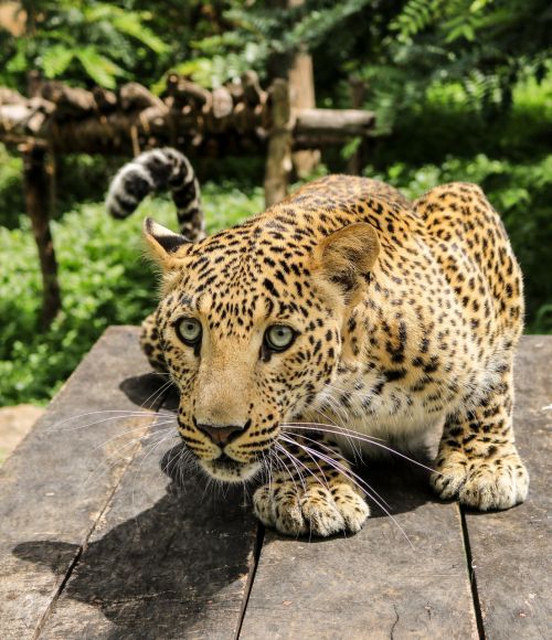 Leopards have been known to exist for over 11 million years!