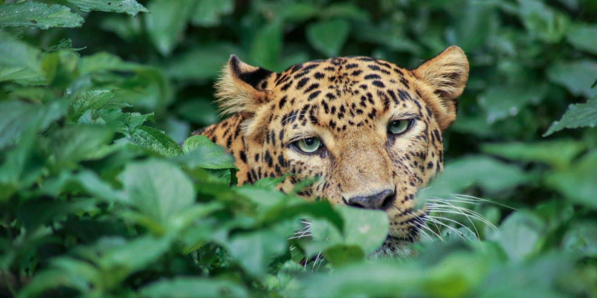 Mysterious black leopards finally reveal their spots — ALERT