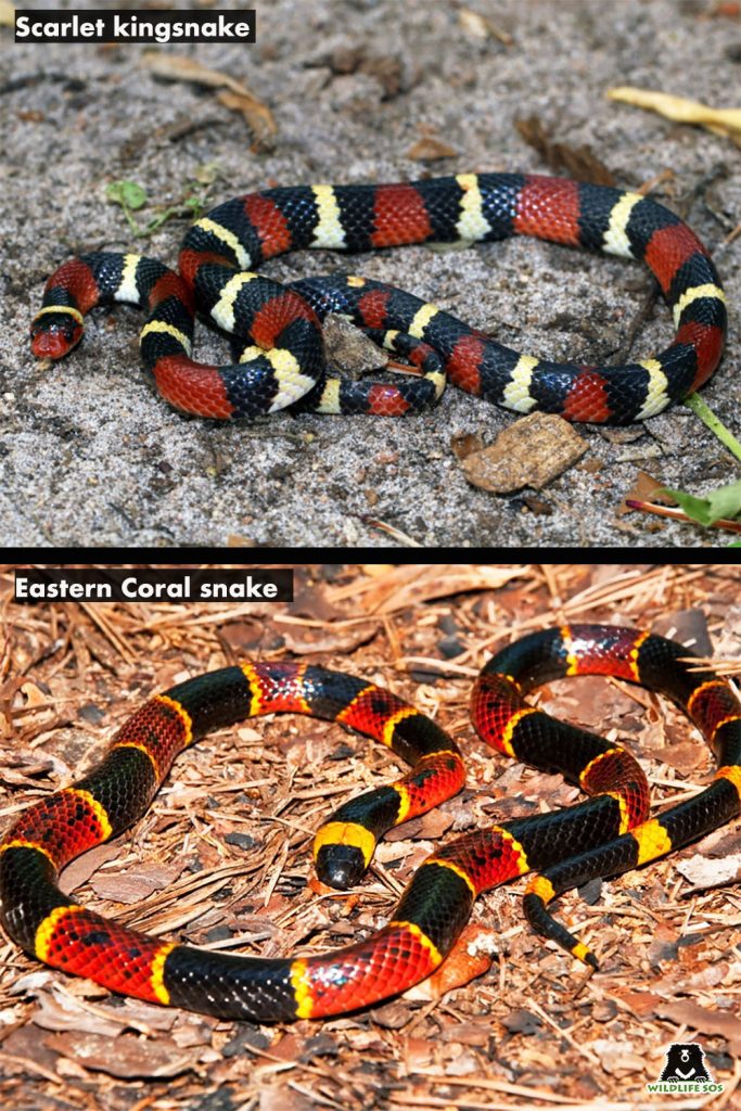 scarlet king snake vs coral snake