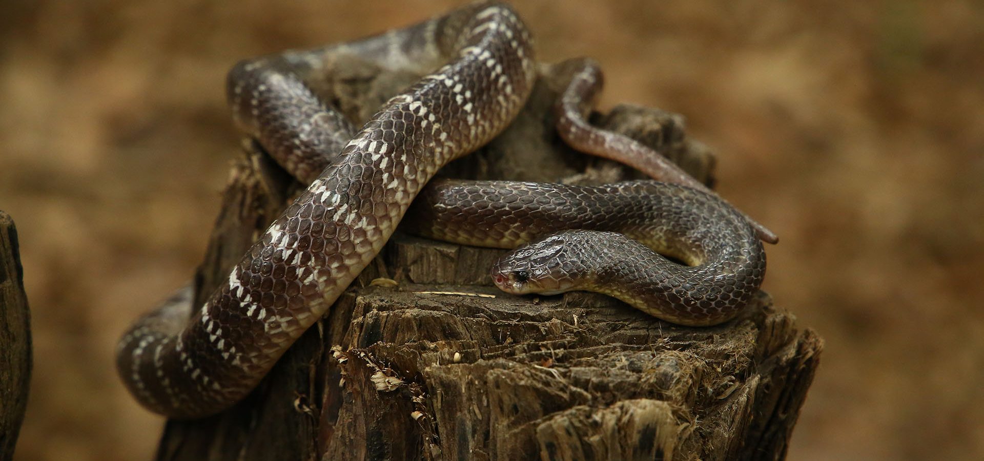 scarlet king snake head