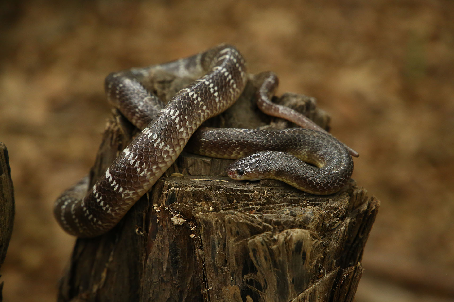 colorful non poisonous snakes