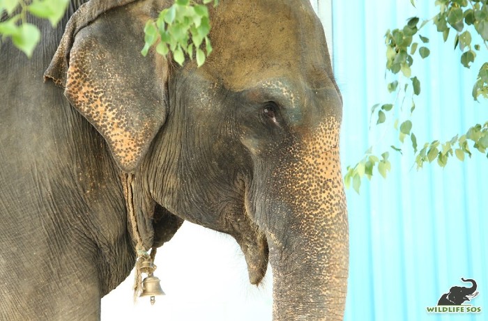 Arya is completely blind and uses her trunk to navigate through her surroundings.