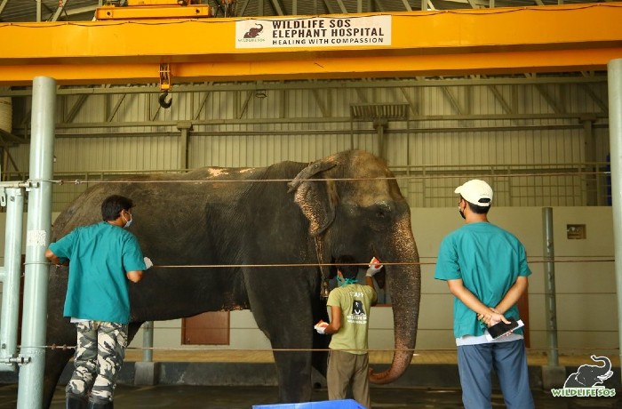 Arya's preliminary medical assessment at the Elephant Hospital where her keeper is making her comfortable with watermelons.