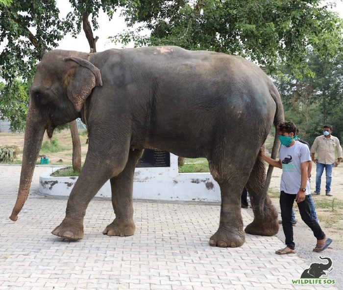 Arya took confident strides off the Elephant Ambulance with our elephant care staff close to her to guide her!