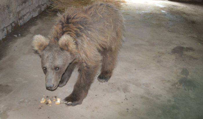 In October 2017, the seven-month-old cub kept finding his way to human habitation where he got easy access to food.