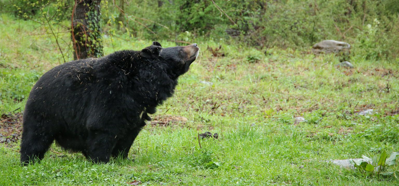 Get To Know Your Indian Bears! Wildlife SOS