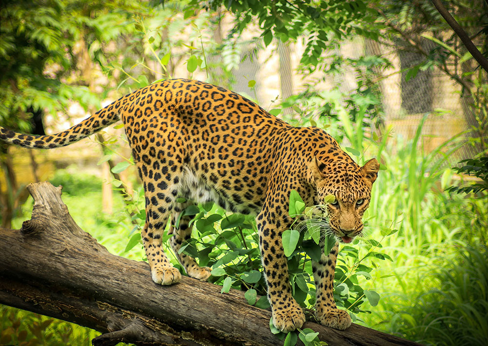 Leopards - Wildlife SOS