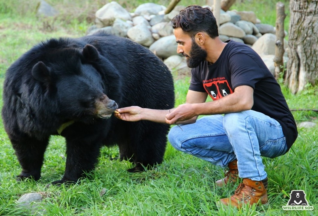 Shabir ensures that the bears are always comfortable at all times!