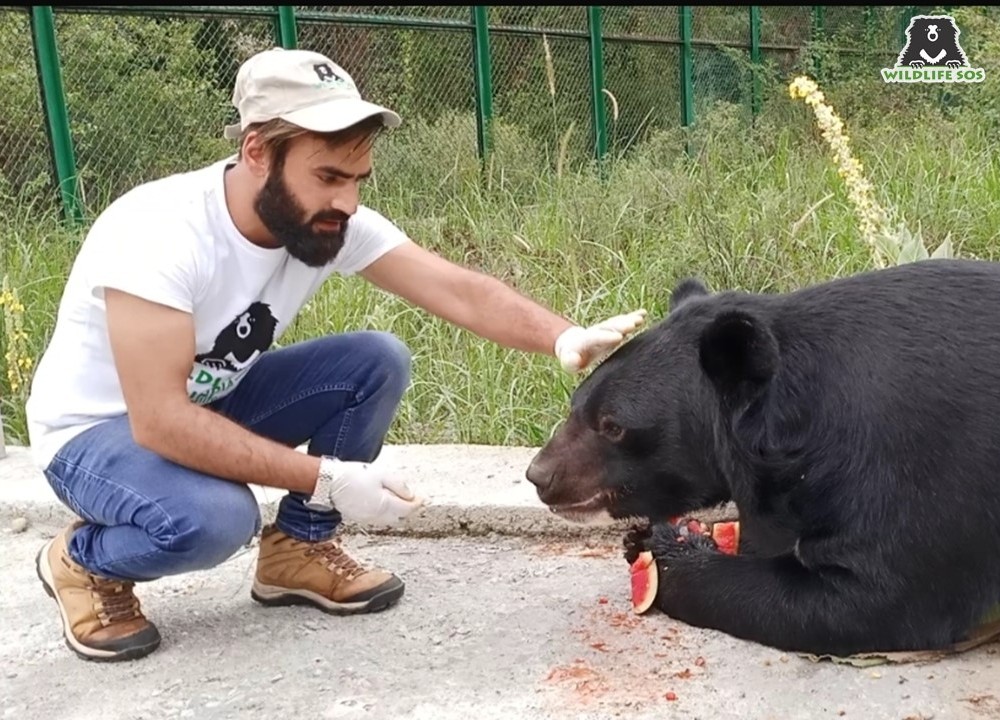 Shabir with a rescued Asiatic Black Bear at the Dachigam Bear Rescue Centre in Kashmir.