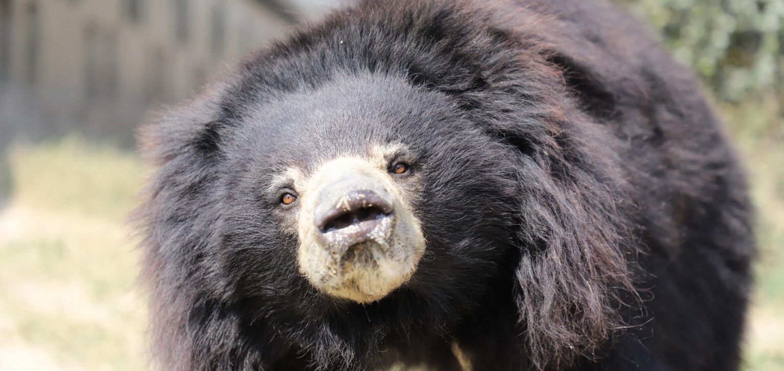 Sloth Bears - Pioneers of the Palate - Wildlife SOS