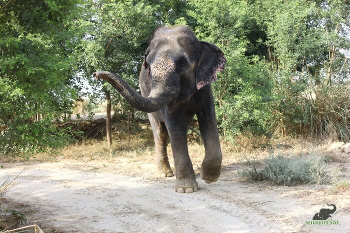 The oldest elephant of the youngest Nut Herd, presenting our dear Mac!