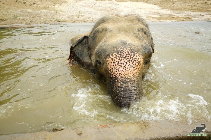 Mac can spend hours at an end, splashing around his pool - the perfect way to channelise his energy!