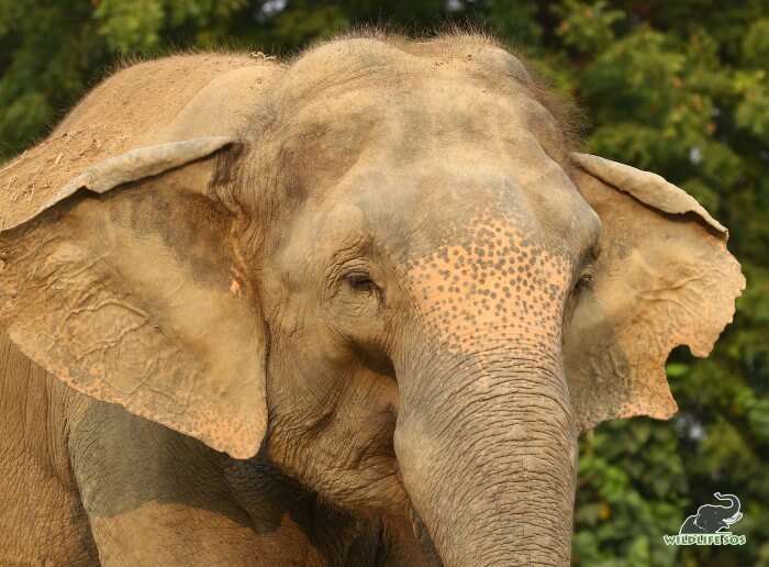 Mac is a reserved and solitary bull elephant, only 27 years of age.