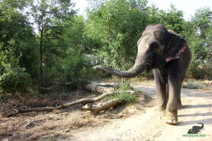 Mac and his curious trunk exploring his surroundings.