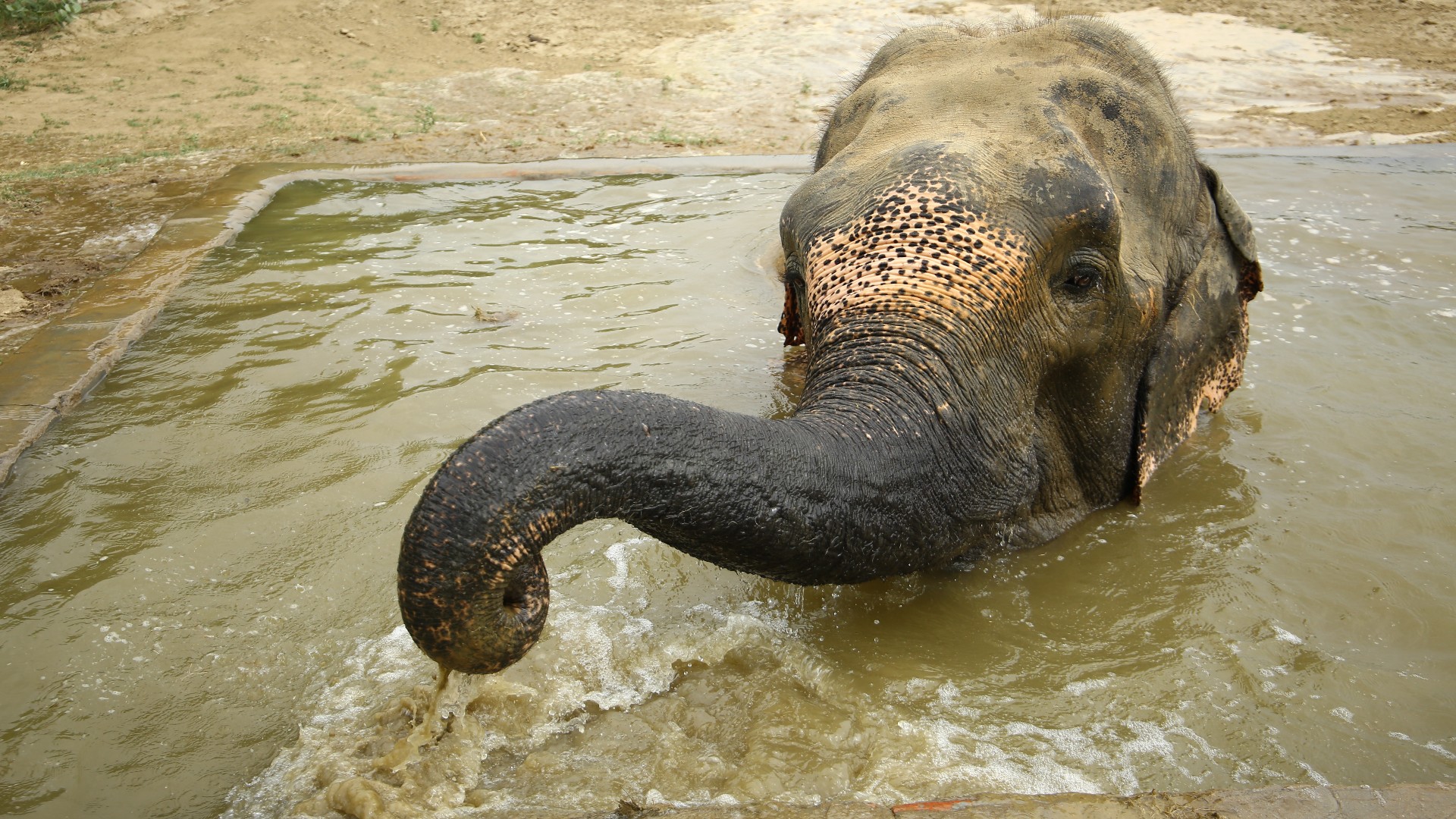 Small Elephant Eating Hanging Net Hay Zoo Stock Photo by