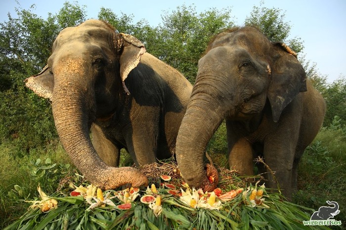 Caring for Blind Elephants at Wildlife SOS - Wildlife SOS