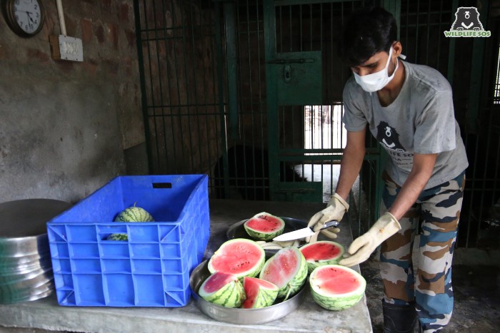 Our bear care staff cutting up some fresh watermelons for our sloth bears!