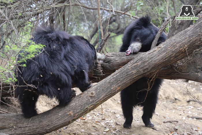 Honey pasted on tree barks is enjoyed by our rescued sloth bears as well!