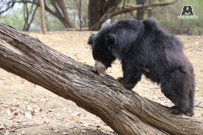 One of our rescued sloth bears hits jackpot on a tree bark with ants! 