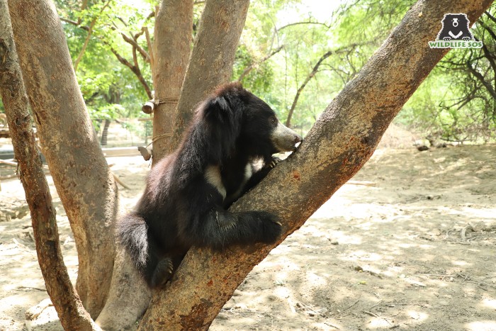 After slurping up honey, our bears love to take a nap on the same branch! 