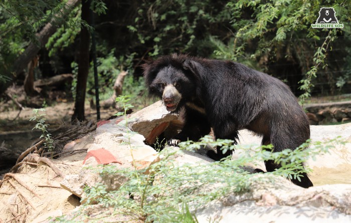 We bring to you the delicious food enjoyed by wild sloth bears and rescued sloth bears!