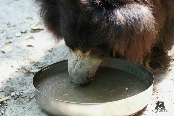 Gail, one of our rescued sloth bears rescued from the Kalandars, slurping piping hot porridge!