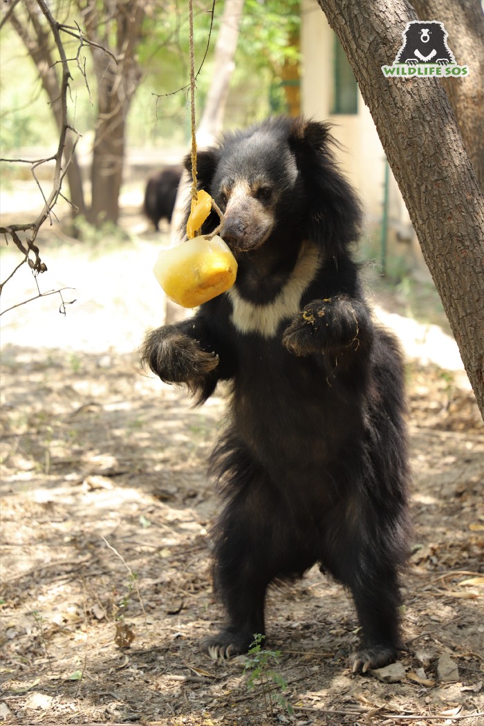 sloth eating fruit