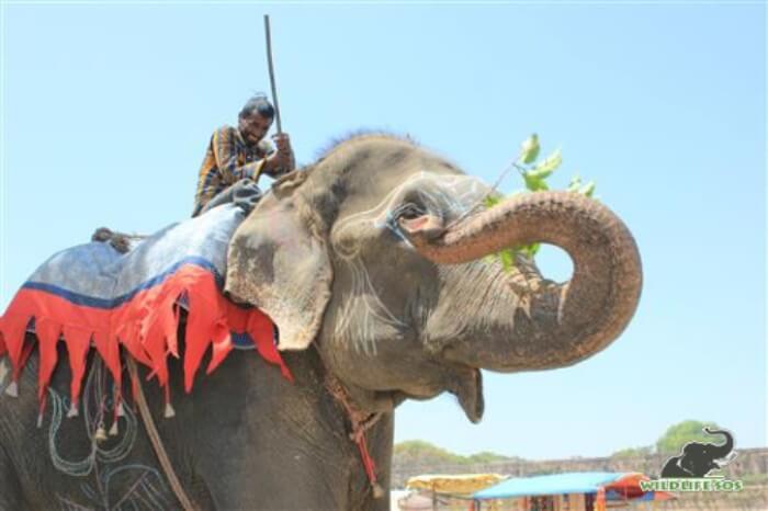 Raju was rescued as a begging elephant and displayed intense stereotypy in his initial days after rescue.