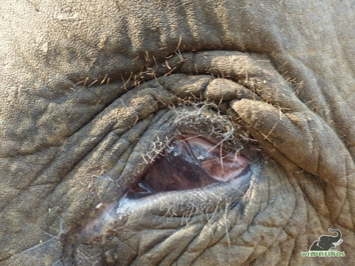 Elephants are often blinded on purpose by their owners to gain more sympathy.