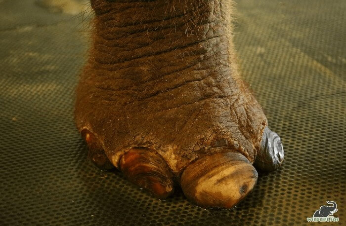 Overgrown toenails make it extremely difficult for the elephant to walk, often leading to injured digits.