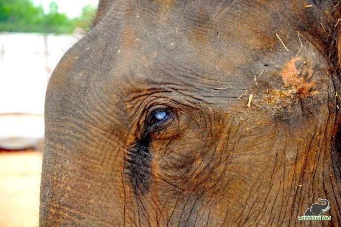 Rescued elephant, Suzy, is completely blind and is the oldest female elephant under our care.