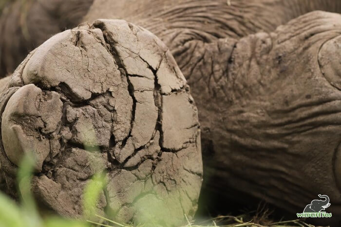 Cracked foot pads due to walking on unnatural surfaces, leave an elephant in immense pain. 