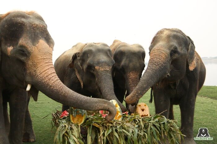 Karma, Holly, Zara and Kalpana (L to R) were delighted to see munch down the pumpkins