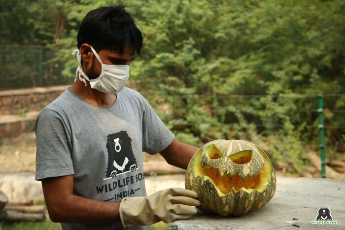 Our bear care staff enthusiastically carved spooky-looking pumpkins for the rescued sloth bears! 