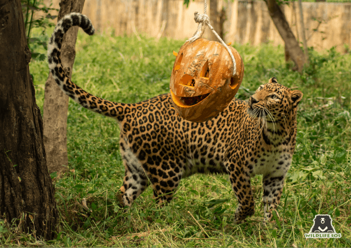 Jiya carefully examining the carved pumpkin before a playful tussle!