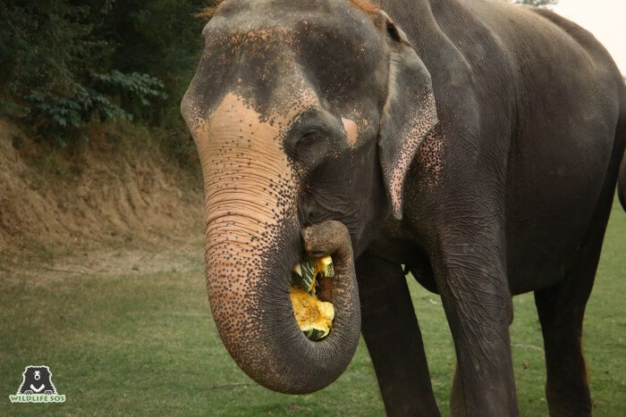 Even Karma gulped down pumpkins in big bites!