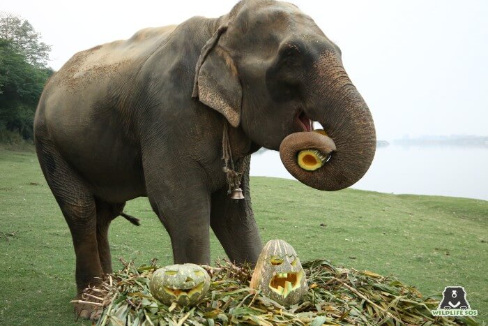 Arya's first Halloween celebrations at Wildlife SOS!