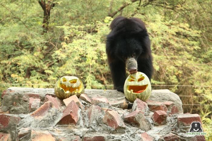 Mowgli curiously licked the jack-o-lanterns and started playing around with them!