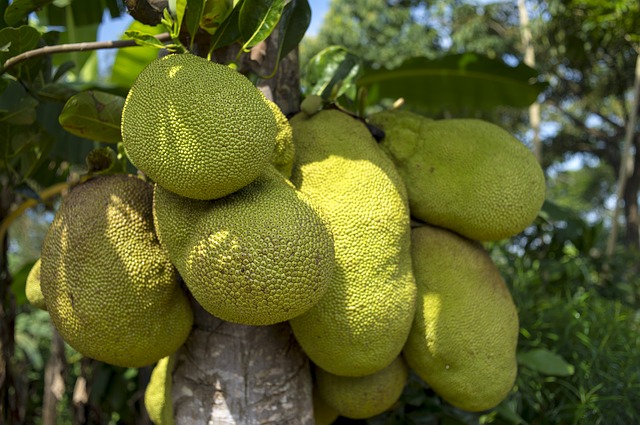 Just like elephants, sloth bears also love jackfruits!