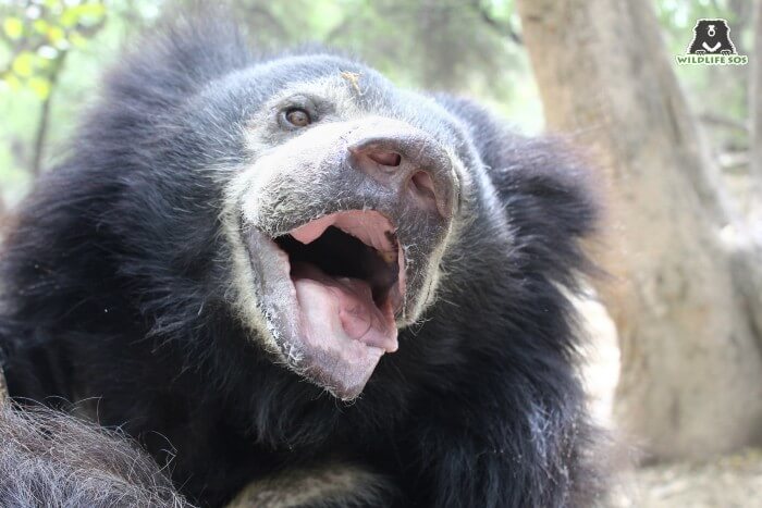 As a dancing bear, Maharani's teeth were smashed and her muzzle held scars of her painful past.