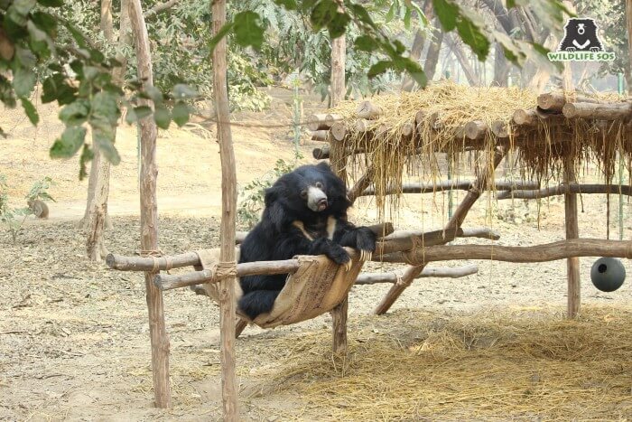 Maharani was a sight to sore eyes as she would spotted gracefully resting on her hammock!