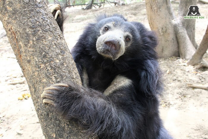 Her keepers firmly believe that she had the most beautiful and expressive eyes for a bear! 